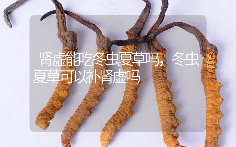 腎虛能吃冬蟲夏草嗎，冬蟲夏草可以補腎虛嗎？