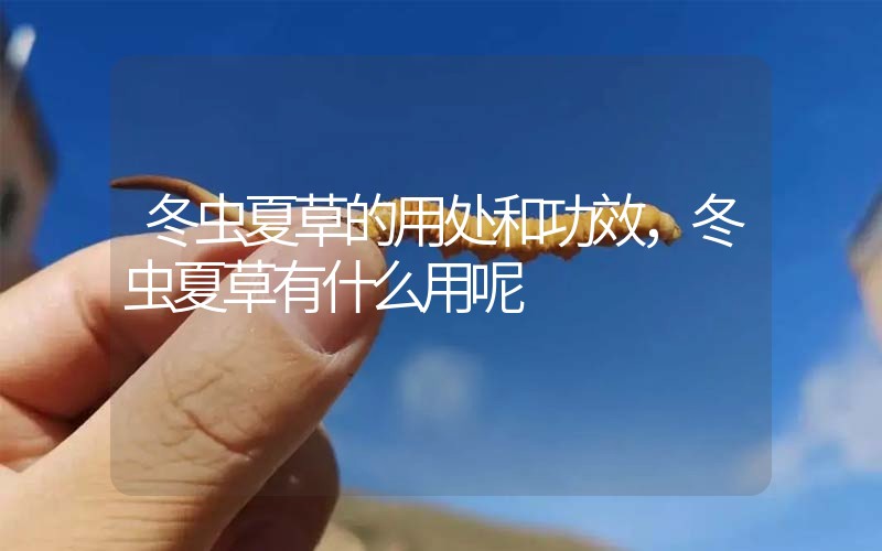 冬蟲夏草的用處和用法，冬蟲夏草有什么用呢