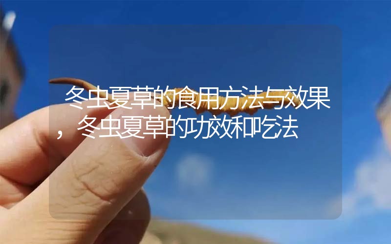 冬蟲夏草的食用方法與效果，冬蟲夏草的食用方法！