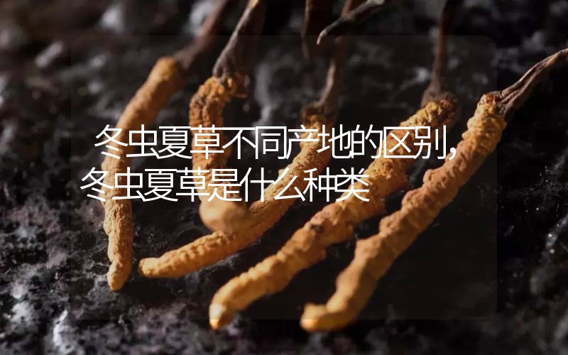 冬蟲夏草不同產(chǎn)地的區(qū)別，冬蟲夏草是什么種類