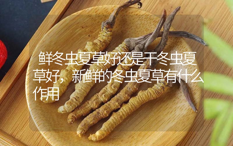 鮮冬蟲夏草好還是干冬蟲夏草好，新鮮的冬蟲夏草有什么作用