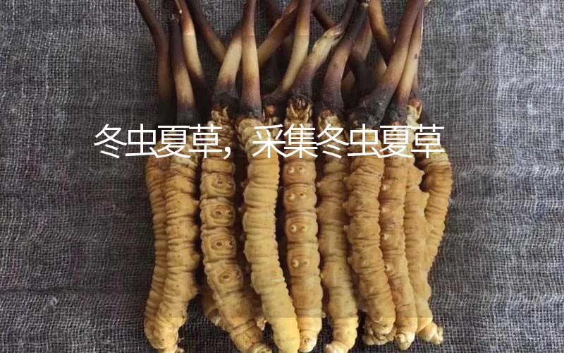 冬蟲夏草采挖時間，什么時候采集冬蟲夏草