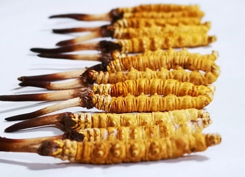 新鮮冬蟲(chóng)夏草多少錢(qián)一根？吃什么樣的好呢