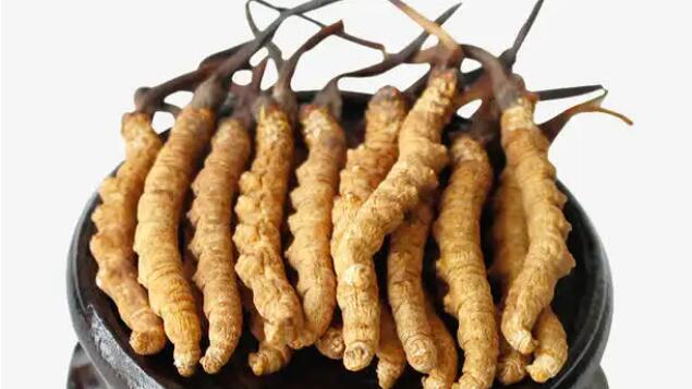 冬蟲夏草真假鑒定