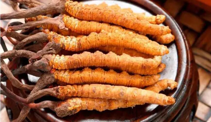 新鮮冬蟲(chóng)夏草和干冬蟲(chóng)夏草哪種作用最好