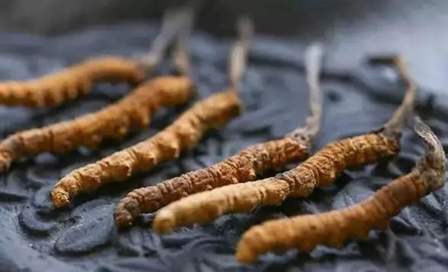 冬蟲夏草價格貴嗎？冬蟲夏草一般多少錢？