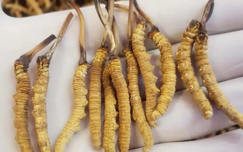 吃冬蟲夏草會過敏嗎？冬蟲夏草禁忌！