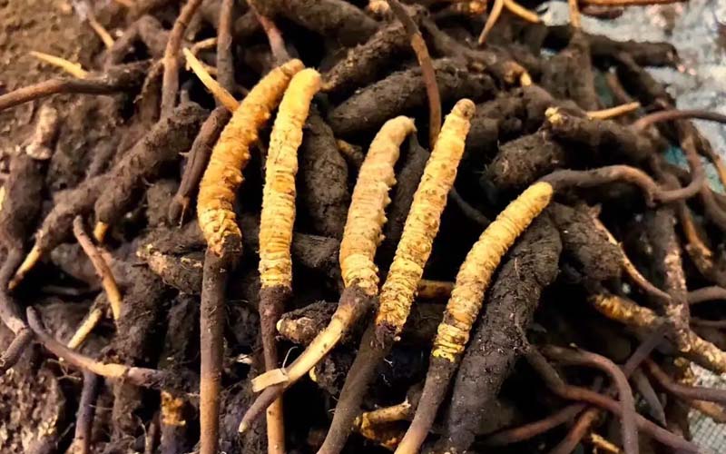 冬蟲夏草的鑒別方法有哪些？