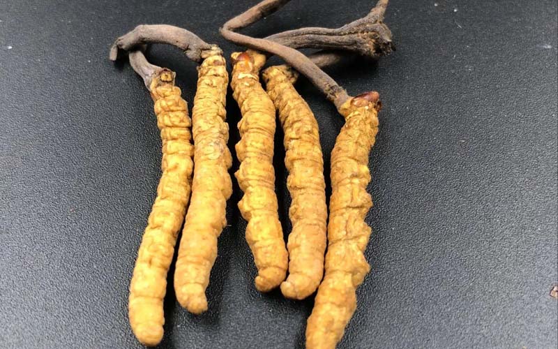 女人服用冬蟲夏草有什么作用？冬蟲夏草對女性的作用  ? ?