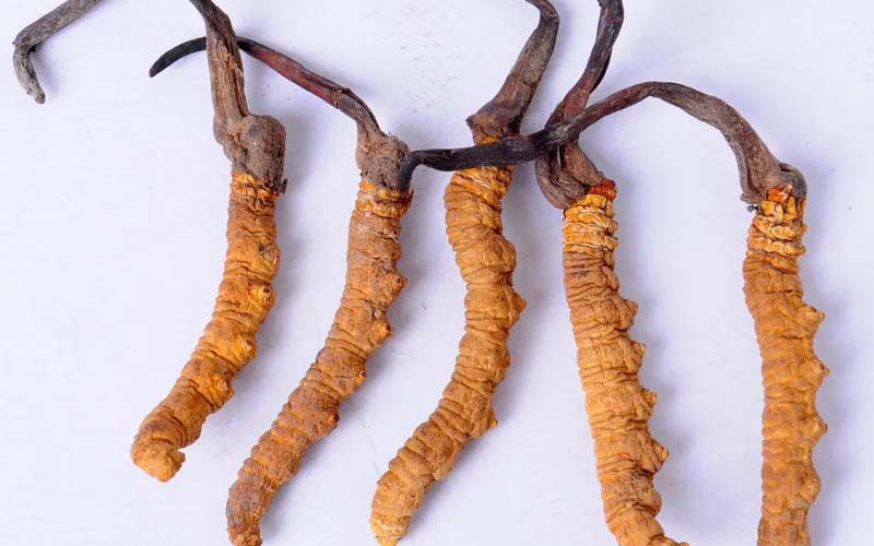 冬蟲夏草的作用與作用及食用方法(冬蟲夏草有什么作用)