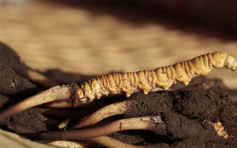 為什么有的人吃蟲草沒有效果？