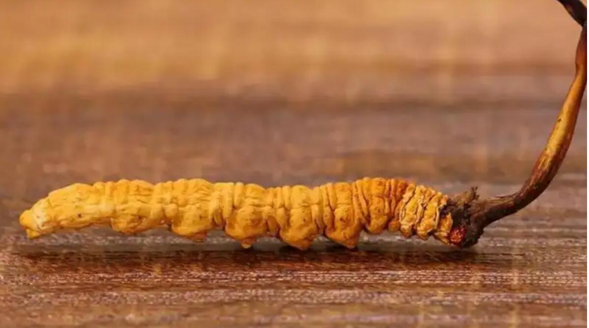 冬蟲夏草普洱茶效果好嗎？