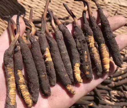 <a href=http://m.gzpim.com/xinxian/ target=_blank class=infotextkey>新<a href=http://m.gzpim.com/xinxian/ target=_blank class=infotextkey>鮮冬蟲夏草</a></a>