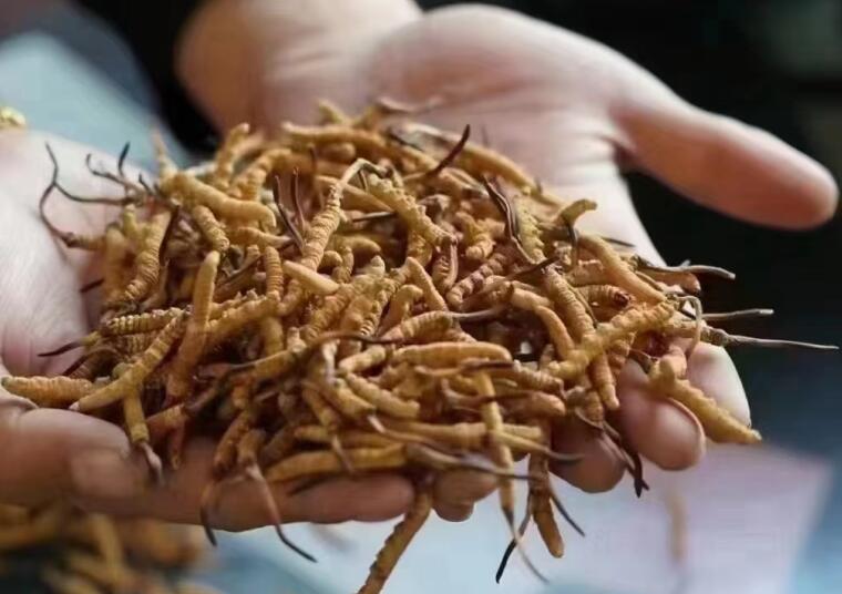 冬蟲夏草成分有哪些?新鮮冬蟲夏草哪里好？
