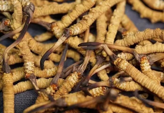 <a href=http://m.gzpim.com/sdph/dqt/ target=_blank class=infotextkey>東強(qiáng)堂</a>冬蟲夏草