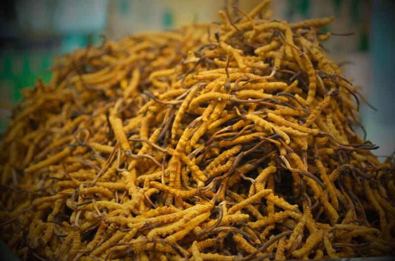 冬蟲(chóng)夏草的產(chǎn)量為何一年不如一年呢？