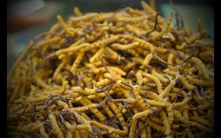 冬蟲夏草生了蟲子還能吃嗎？