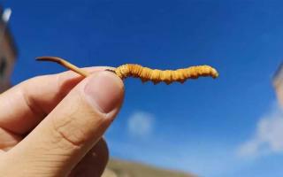 冬蟲夏草出土后怎么加工？