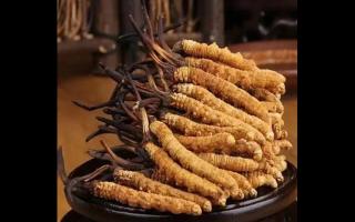 冬蟲夏草原來是這樣形成的？