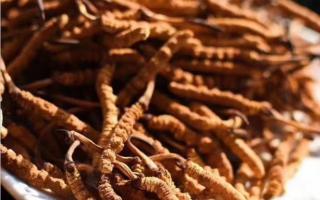冬蟲(chóng)夏草是海拔越高越好嗎？