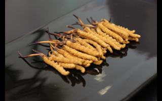 消費者對冬蟲夏草有哪些誤區(qū)？