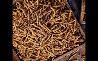 了解一下：冬蟲夏草的產(chǎn)地和采摘方式！