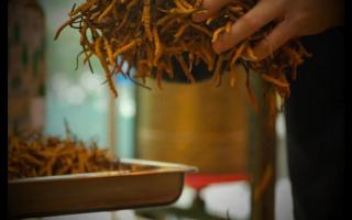 影響冬蟲夏草的因素有哪些？