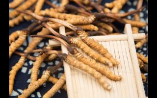 對(duì)話冬蟲夏草：為什么新鮮是王道？