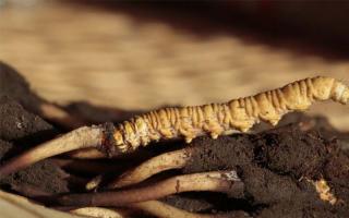 關(guān)于冬蟲夏草您了解多少！