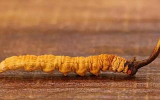 新鮮冬蟲(chóng)夏草與干草區(qū)別？看完你就明白了！