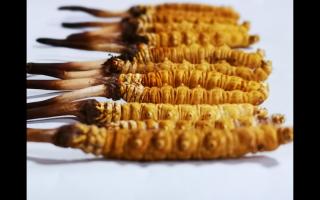 正宗高品質(zhì)冬蟲(chóng)夏草怎么辨別？