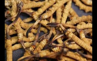 冬蟲(chóng)夏草的產(chǎn)量為何一年不如一年呢？