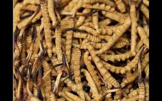 冬蟲夏草的用量和用法你吃對了嗎？