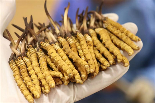 特級(jí)冬蟲夏草好在哪？特級(jí)冬蟲夏草的4個(gè)有點(diǎn)
