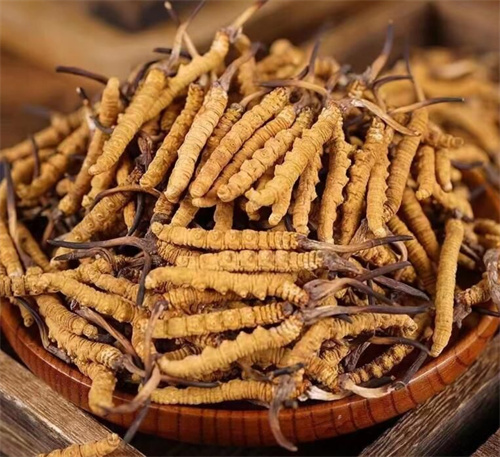 冬蟲(chóng)夏草和巴戟天搭配一起的吃法