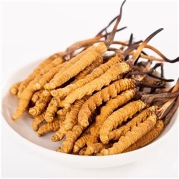 冬蟲夏草多少錢一克？2023年冬蟲夏草價(jià)格表