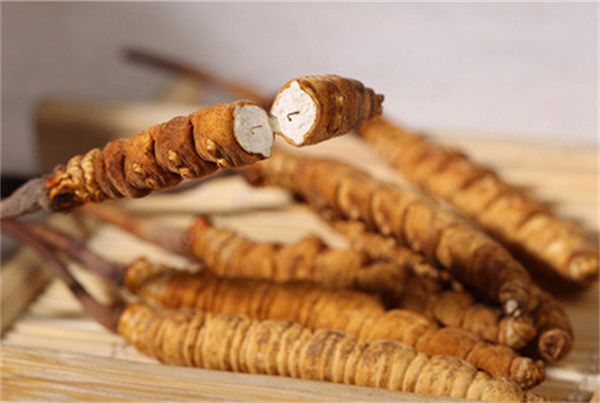 冬蟲夏草怎么食用？冬蟲夏草的食用指南