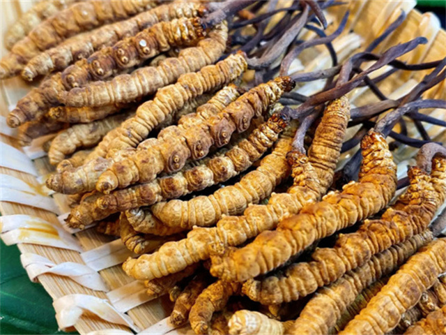 天然冬蟲夏草是怎么形成的？天然冬蟲夏草的形成過程