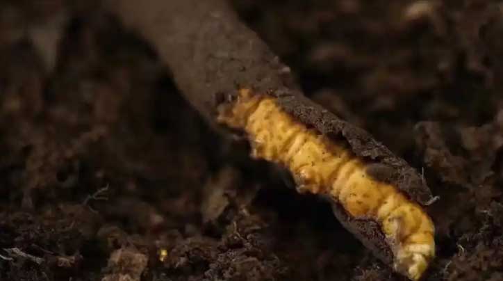 冬蟲(chóng)夏草：高原之靈，健康之謎