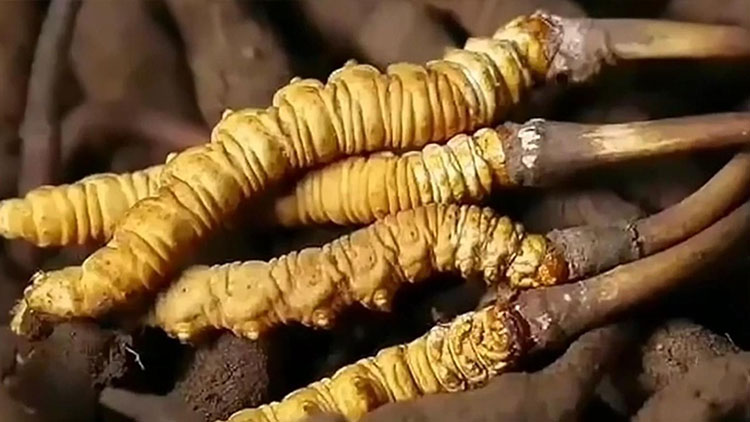  那曲蟲草市場(chǎng)亂象揭秘：如何避免買到假貨？