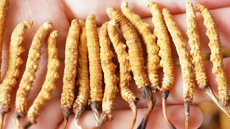 2025產(chǎn)地對(duì)鮮蟲草價(jià)格的影響