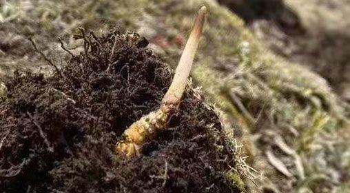  <a href=http://m.gzpim.com/xinxian/ target=_blank class=infotextkey>鮮冬蟲夏草</a>的多樣食用方法