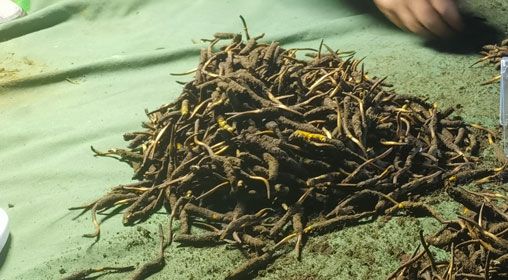 <a href=http://m.gzpim.com/xinxian/ target=_blank class=infotextkey>鮮冬蟲夏草</a>的正確食用方法指南