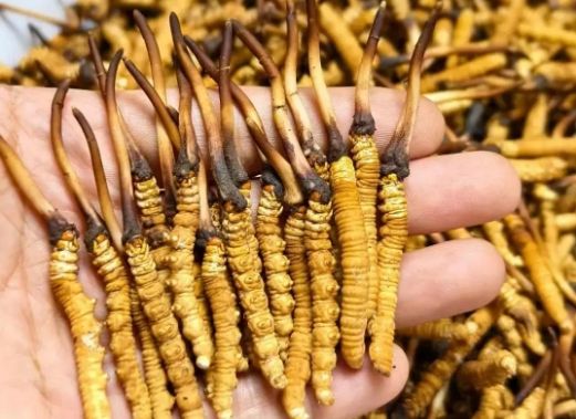 <a href=http://m.gzpim.com/sdph/zcw/ target=_blank class=infotextkey>珍草王冬蟲夏草</a>是真的嗎？