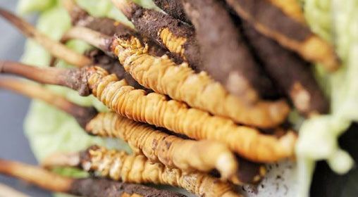 <a href=http://m.gzpim.com/xinxian/ target=_blank class=infotextkey>鮮冬蟲(chóng)夏草</a>功效與食用方法詳解