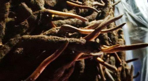 <a href=http://m.gzpim.com/xinxian/ target=_blank class=infotextkey>新<a href=http://m.gzpim.com/xinxian/ target=_blank class=infotextkey>鮮冬蟲夏草</a></a>的多種食用方法