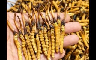 珍草王冬蟲夏草是真的嗎？揭秘珍稀藥材的真相