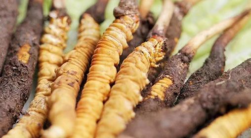 <a href=http://m.gzpim.com/xinxian/ target=_blank class=infotextkey>新<a href=http://m.gzpim.com/xinxian/ target=_blank class=infotextkey>鮮冬蟲夏草</a></a>怎么洗 