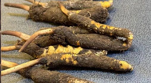 新鮮冬蟲夏草怎么保存 