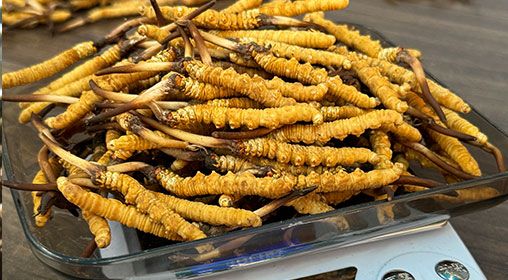 新鮮的冬蟲(chóng)夏草價(jià)格 